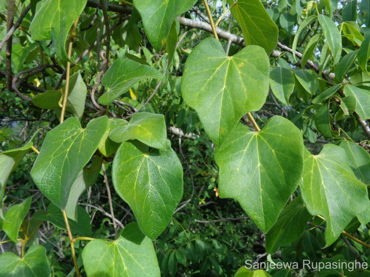 Tinospora sinensis (Lour.) Merr.